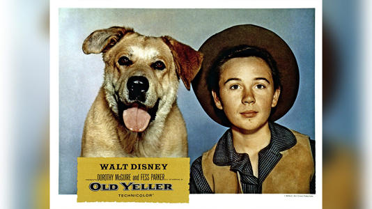 Old Yeller, lobbycard, Tommy Kirk, 1957. Abigail Disney evoked the classic Disney movie Old Yeller to condemn Gov. Kristi Noem's book anecdote about killing her ranch dog. Getty Images