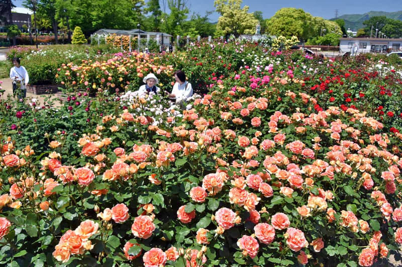 色鮮やかなバラ、咲きそろう 秦野のカルチャーパークで見頃