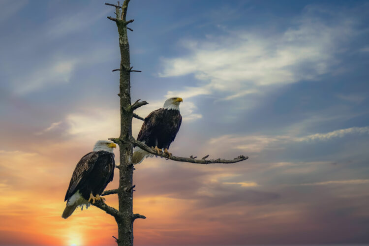 20 Best States for Spotting the Majestic Bald Eagles