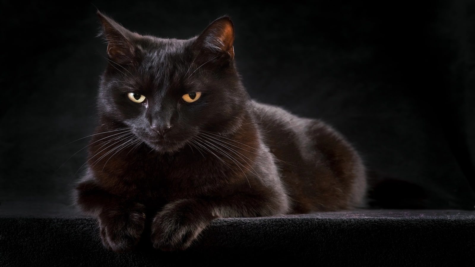 <p><span>In medieval Europe, black cats were often associated with witchcraft and dark omens, leading to widespread mistrust and persecution. Modern attitudes toward black cats vary significantly, with some cultures still viewing them as harbingers of bad luck, while in others, they are beloved pets celebrated especially on Halloween for their spooky connotations.</span></p>