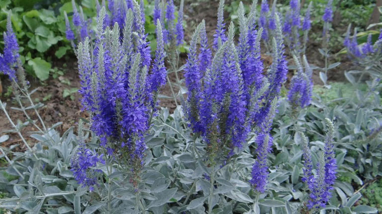 19 Colorful Varieties Of Veronica Flowers You Can Plant To Attract ...