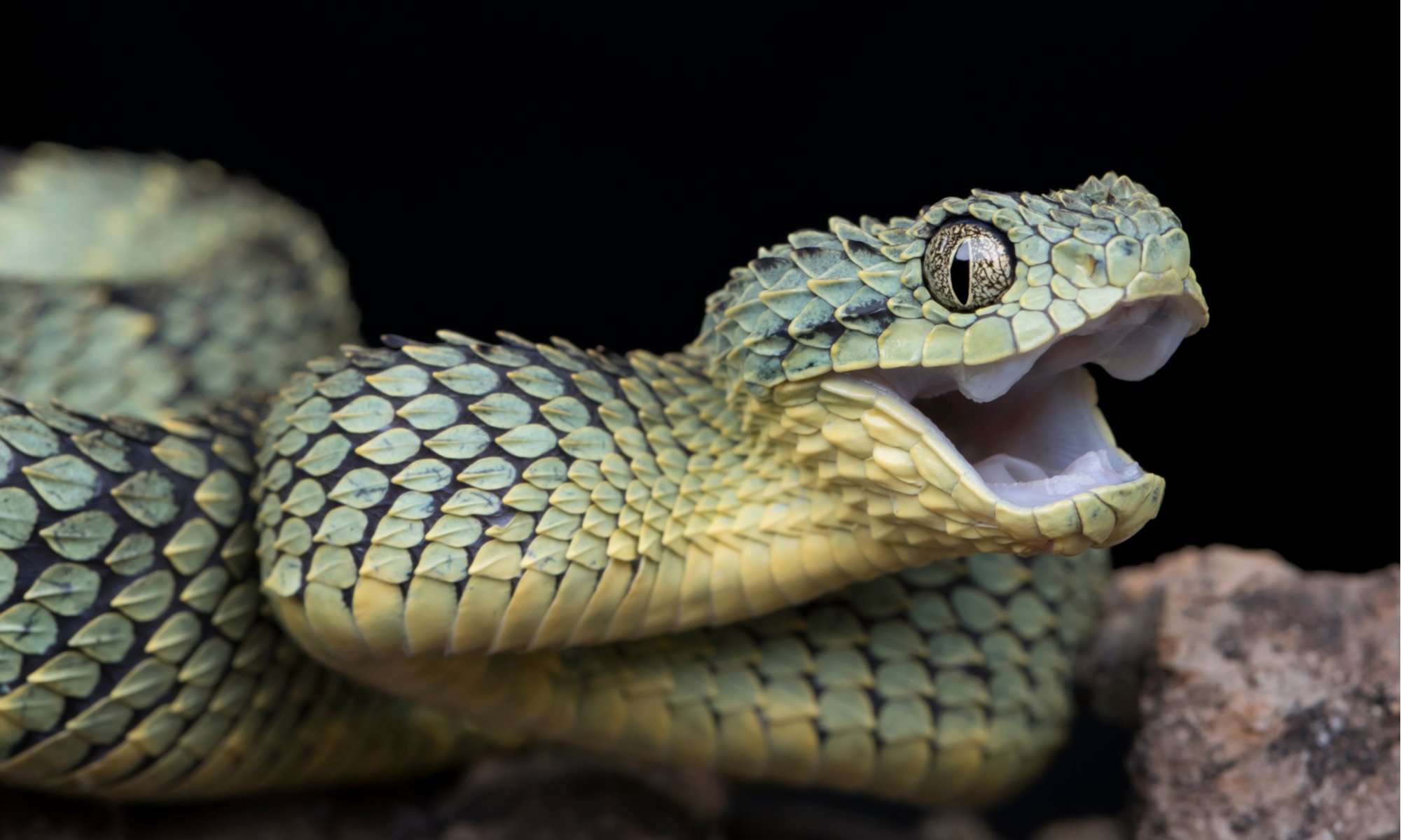 These Are The Most Endangered Vipers