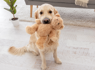 Rescue Golden Retriever Choosing His Very First Toy Has People Crying Happy Tears<br><br>