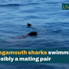 Rare Megamouth Shark Sighting<br>