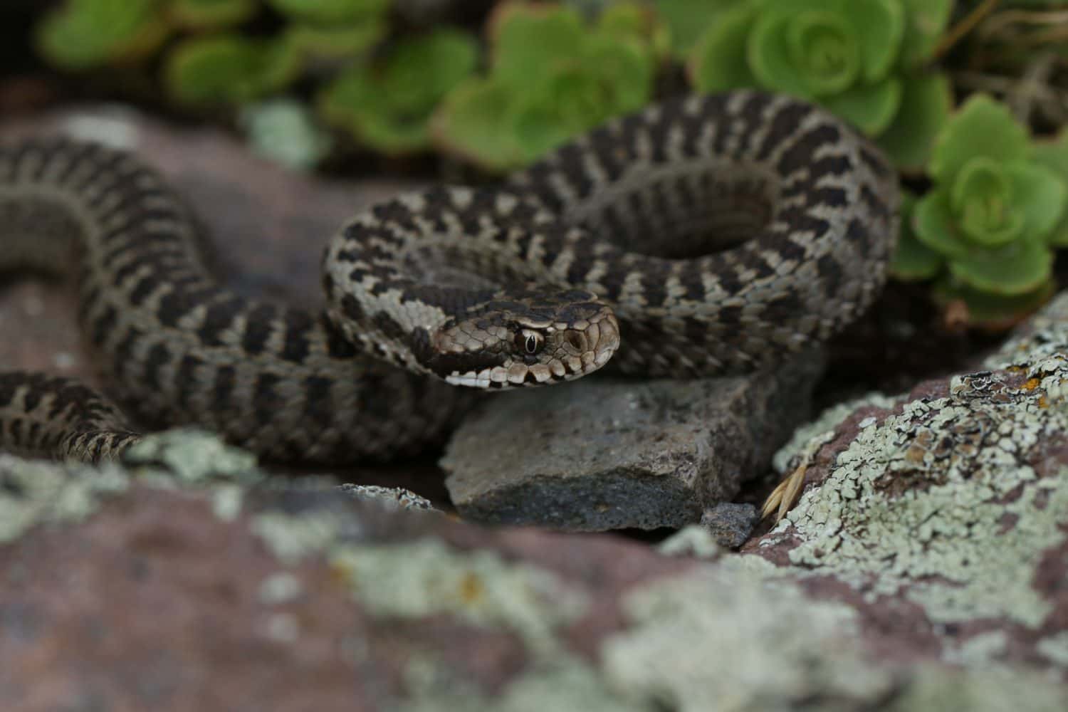 These Are The Most Endangered Vipers