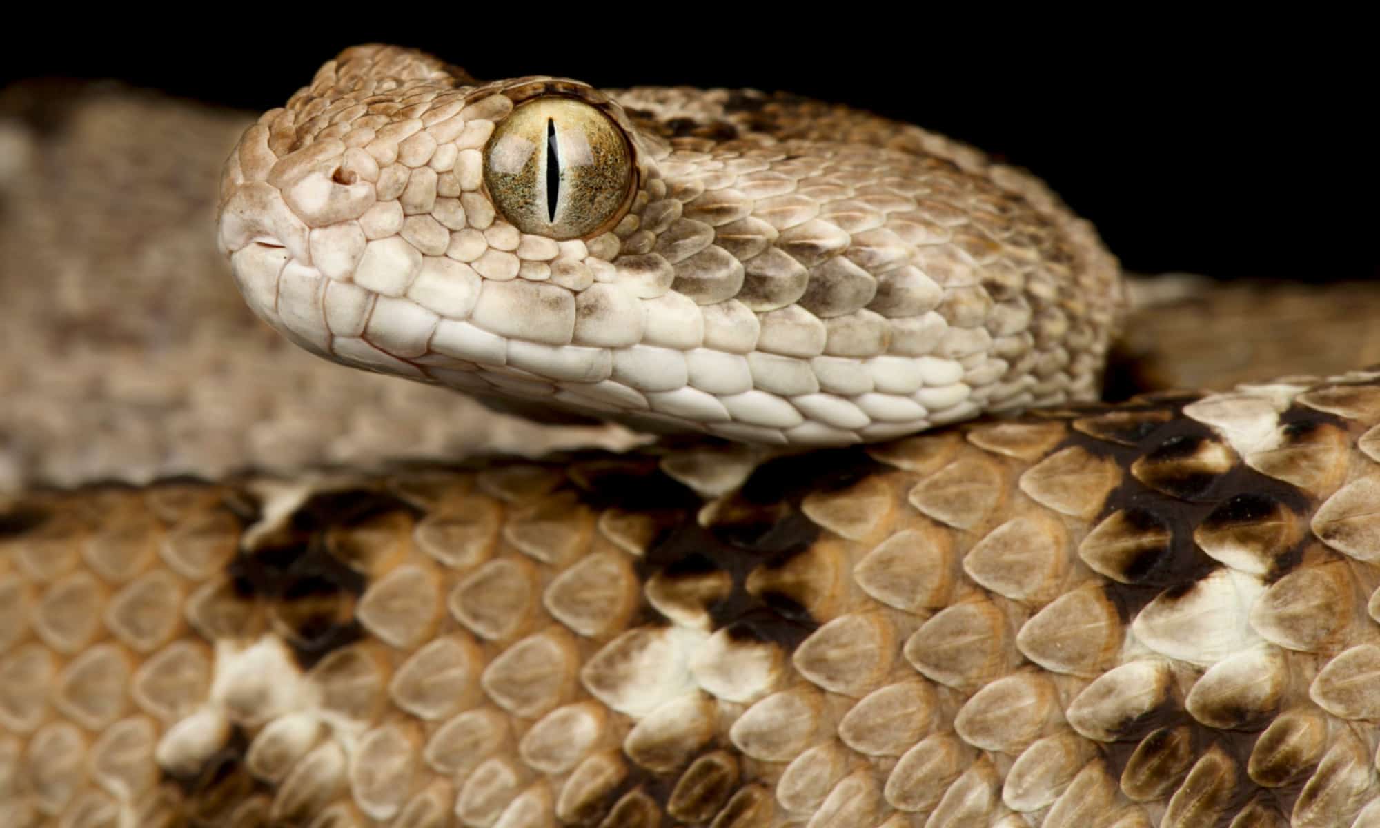 These Are The Most Endangered Vipers