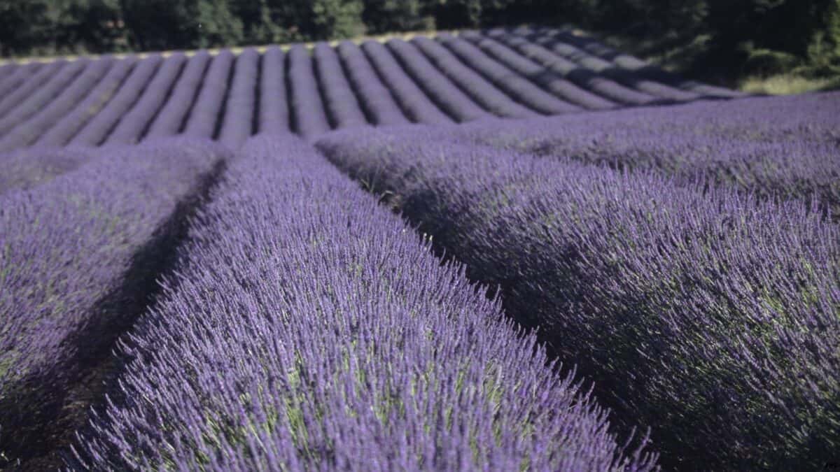 <p>With its soothing scent and essential oils, lavender can also repel mosquitoes. Mosquitoes find the fragrance of lavender repulsive. Planting lavender in your garden or using lavender oil in an aroma diffuser can help keep the area mosquito-free. Additionally, applying diluted lavender oil to exposed skin can prevent mosquito bites.</p>