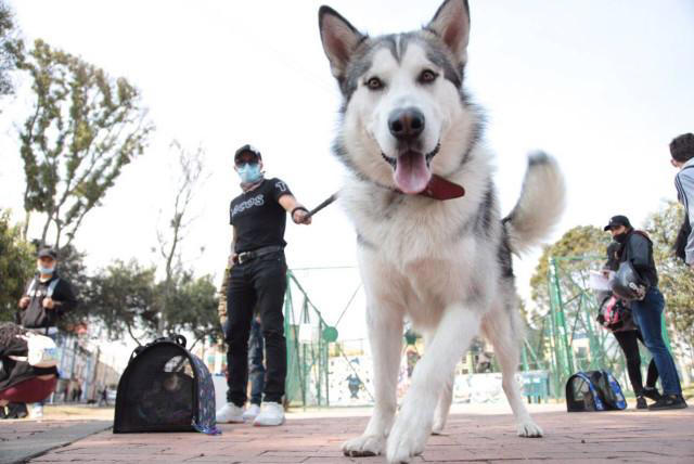 se permiten perros en los bares de california