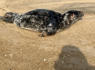 Seal that died after being found in Fenwick Island had been shot. Reward offered for info<br><br>