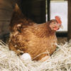 The Secret Side Of Chicken Farming, According To Poultry Insiders<br>