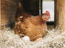 The Secret Side Of Chicken Farming, According To Poultry Insiders<br><br>