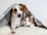 Boost Your Pet Niche Site with Expert Guest Posting Service<br><br>