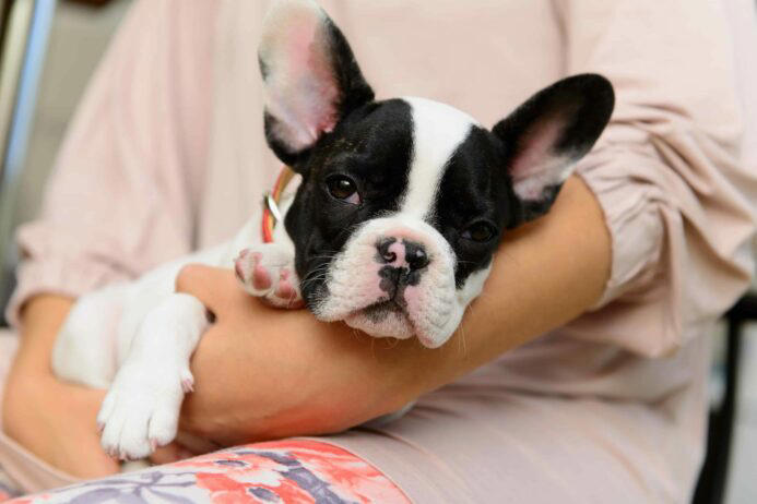 Why is my dog snorting and sneezing? What is a reverse sneeze?