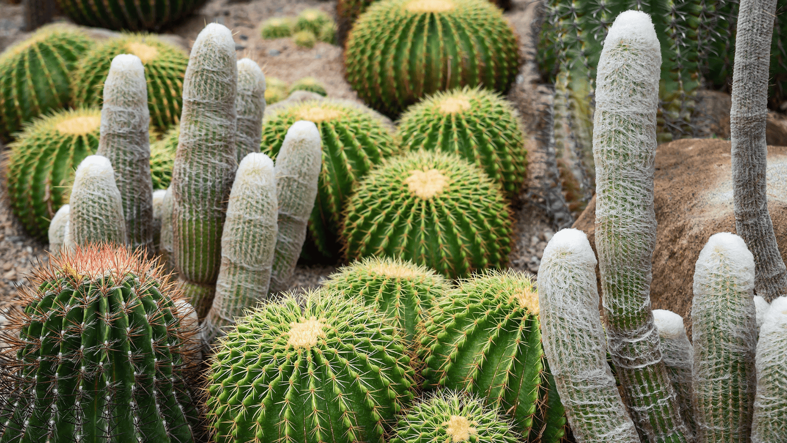 <p>Arizona’s <a href="https://dbg.org/" rel="nofollow external noopener noreferrer">Desert Botanical Garden</a> is perfect for admiring the rugged Sonoran Desert landscape. Since 1939, the garden has been a premier destination for <a href="https://whatthefab.com/hiking-in-phoenix.html" rel="follow">hiking in Phoenix</a>. Guests can observe hundreds of cacti, shrubs, and trees through the walking trails and plant displays.</p>