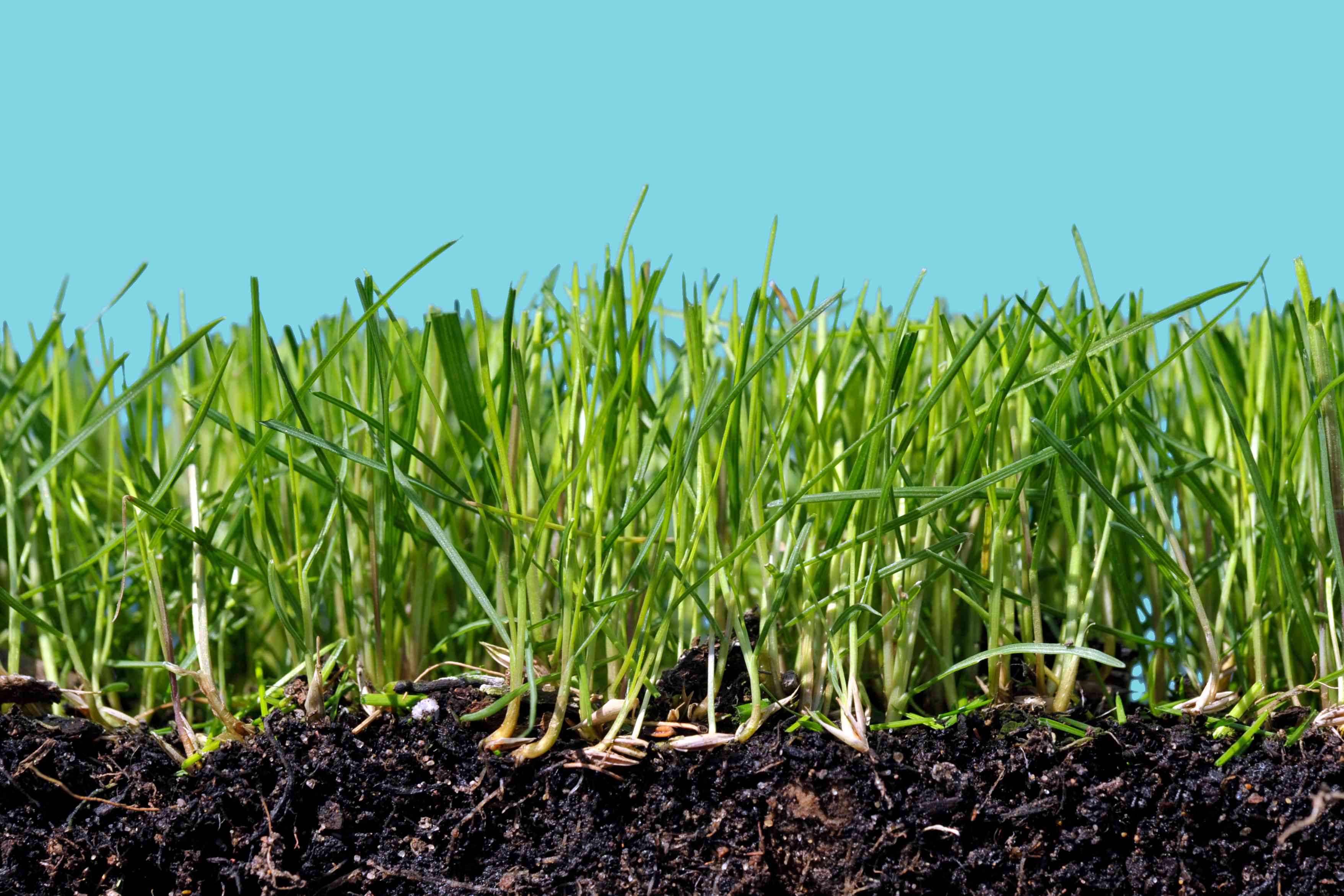 How Often Should You Fertilize Your Lawn?