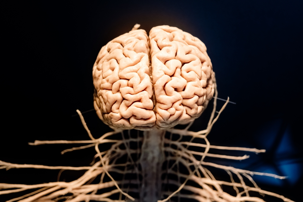 <p>The brain has the remarkable ability to reorganize itself by forming new neural connections throughout life. This plasticity allows for learning new skills, adapting to new environments, and recovering from injuries.</p>