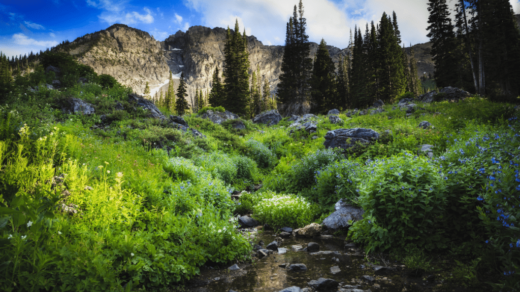 <p>If you drive all the way up Little Cottonwood Canyon, passing the ski resorts of Alta and Snowbird, you’ll reach Albion Basin. The meadows here are crazy with wildflowers, and hiking options take you to lakes, overlooks, and mountaintops.</p>
