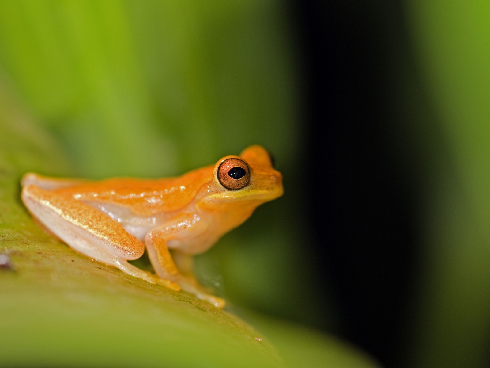 Golden toads