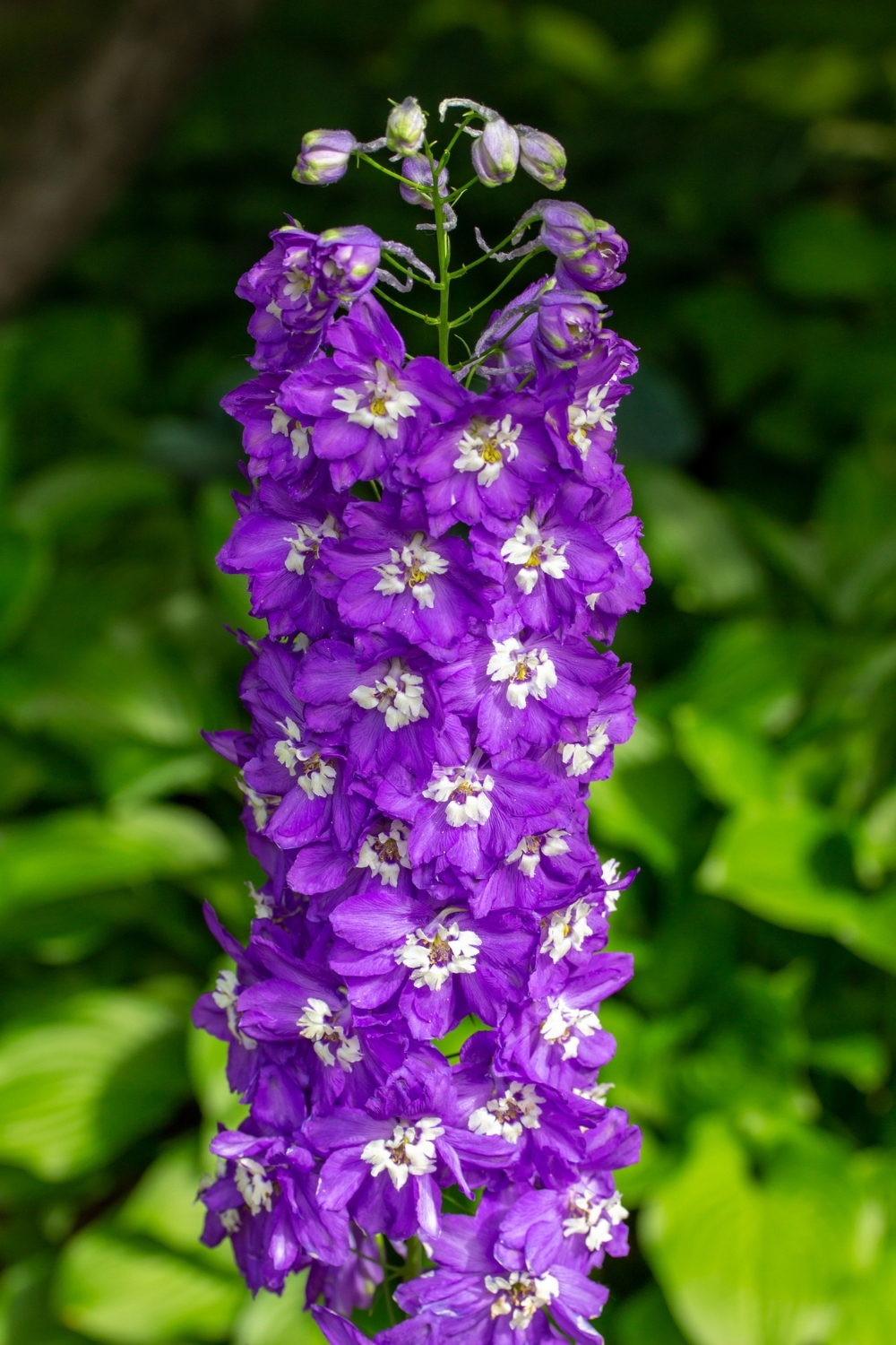 how to, how to grow delphiniums