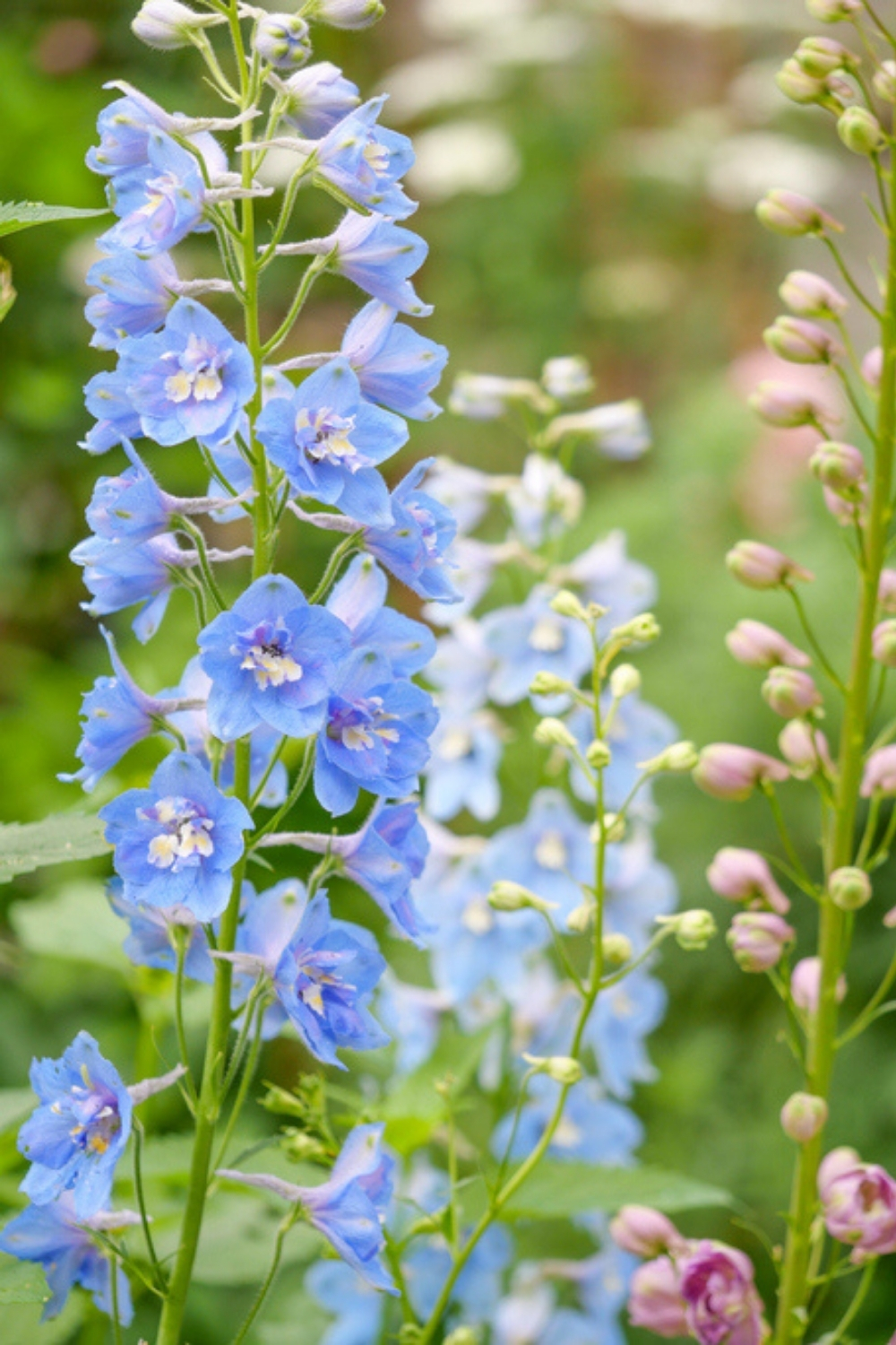 how to, how to grow delphiniums