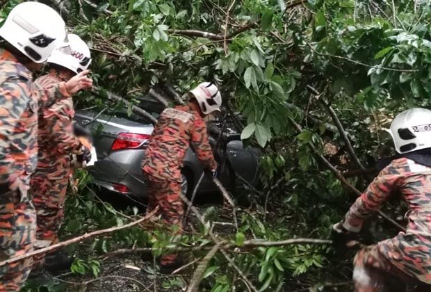 Woman Escapes Injury After Tree Falls On Her Car In Kampar