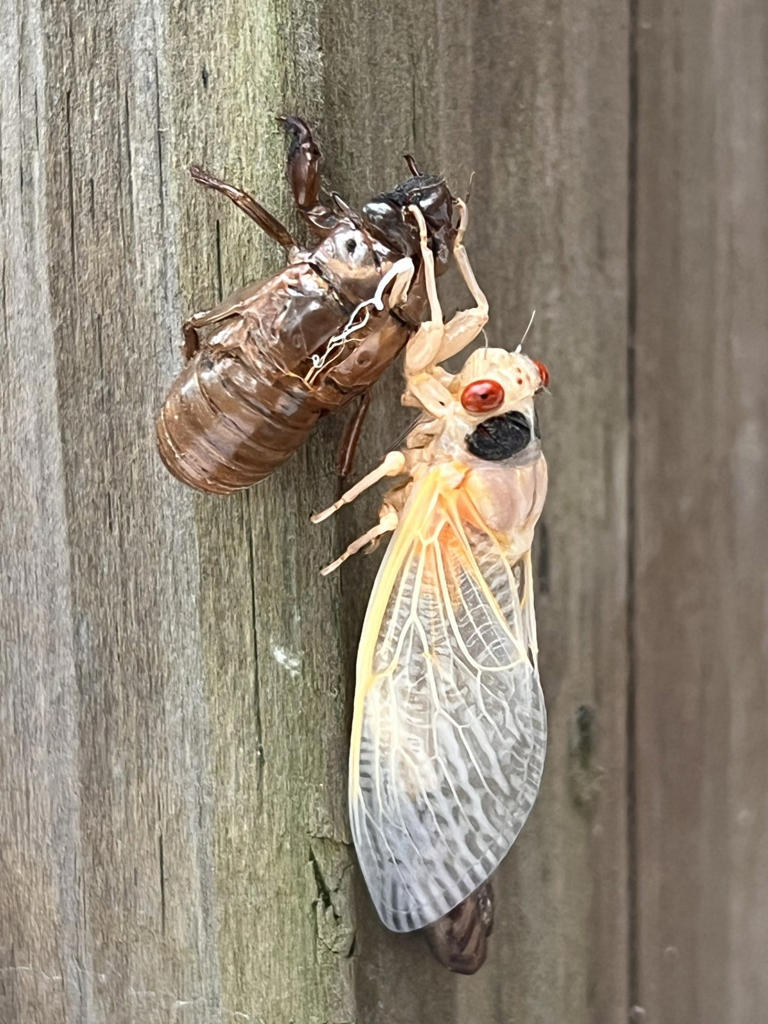 What's that smell? Cicadas have died across Middle Tennessee. Here's ...