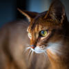 32 fun facts about Abyssinian cats<br>