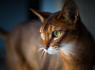 32 fun facts about Abyssinian cats<br><br>