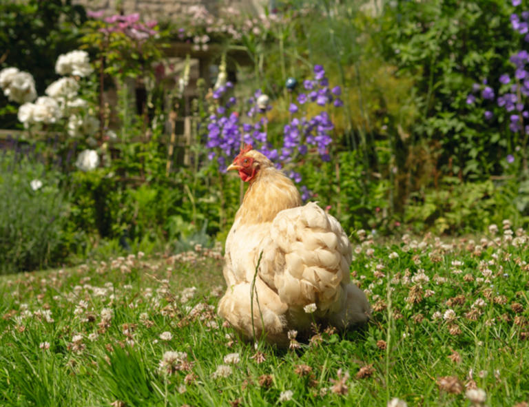 Thinking of adding chickens to your yard? Martha Stewart shows us how ...