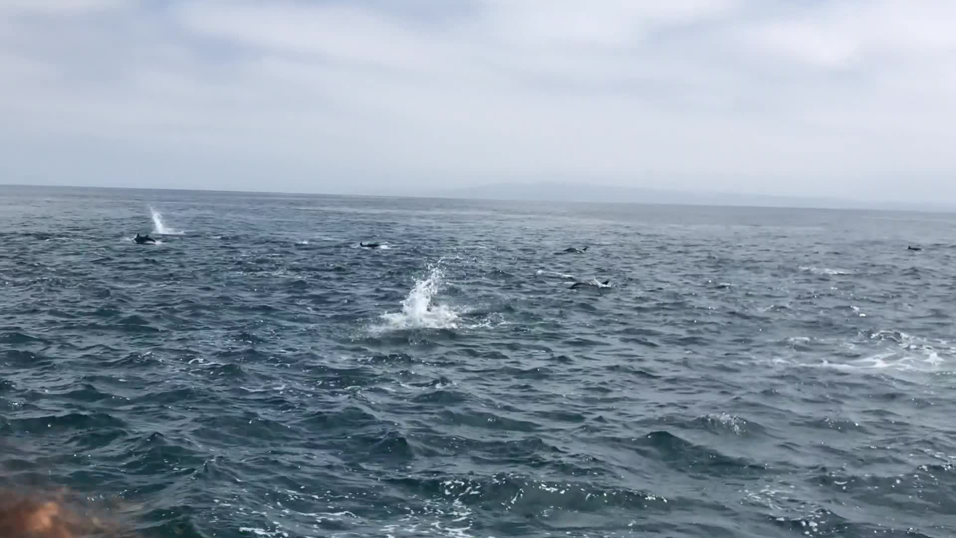 Hundreds Of Dolphins Form Rare Superpod