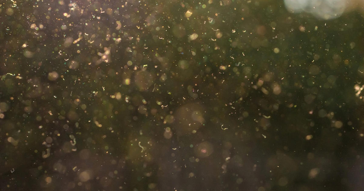 danmark slår rekord: pollentallet er på himmelflugt