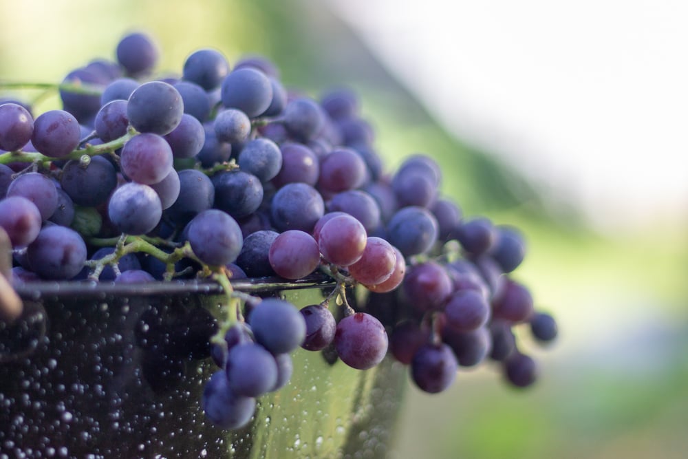 <p>The Concord grape was developed in Concord by Ephraim Bull. He cultivated thousands of different varieties of grapes to create the grape we all know and love today.</p>