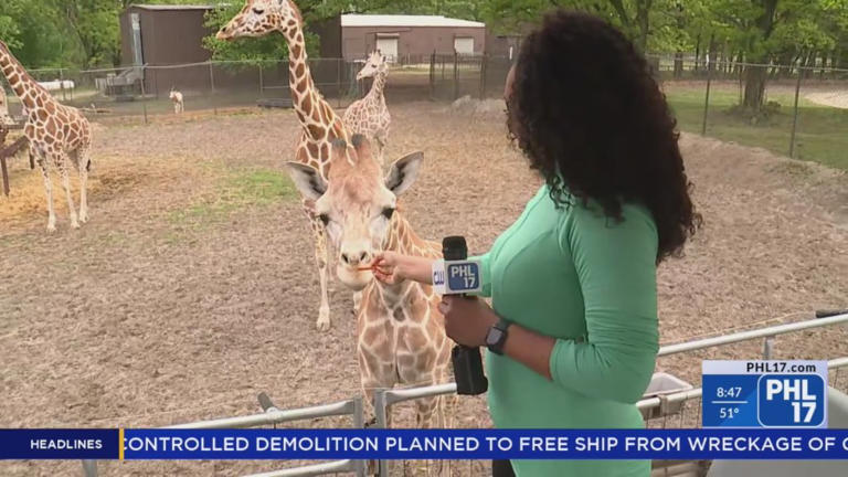 Savannah Sunset Resort & Spa offers exclusive overnight stays, giraffe-feeding experiences