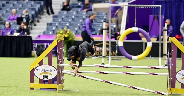 Rescue ‘Miles' Steals Hearts at Westminster Dog Show 2024