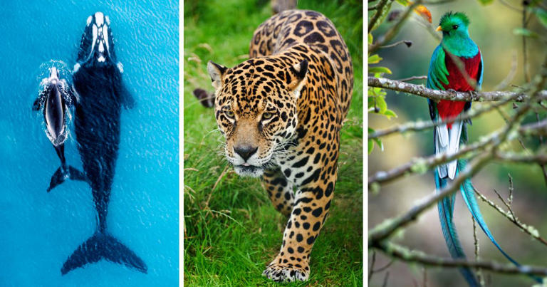 Wondering where to see wild animals in Mexico? This article covers them all — including the Sian Ka'an Biosphere and Calakmul Reserve.