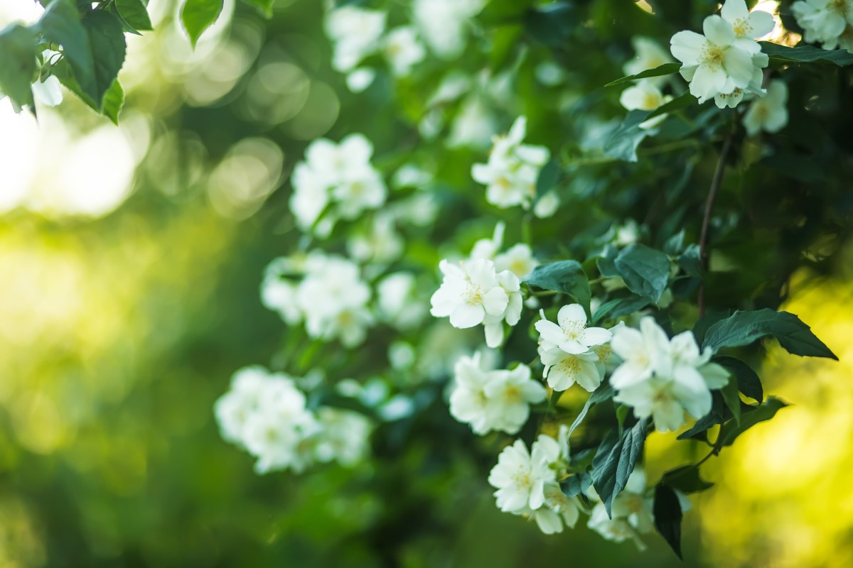 15 Fabulously Fragrant Flowers for a Great Smelling Garden