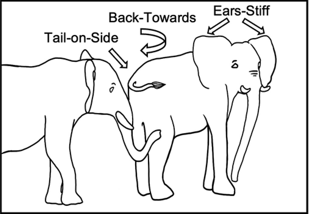 Notably, female elephants exhibited more elaborate greeting behavior, showing the importance of social bonds and individual recognition in their interactions. <br><br><em>Note: The signaller (right) is displayed using different body act types:  Ears-Stiff, Back-Towards, and Tail-on-Side.</em>