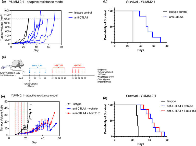 BET inhibition following anti-CTLA-4 is unable to prevent ICB acquired resistance in a melanoma mouse model. Pilot study showing anti-CTLA-4 response and relapse of YUMM2.1 tumors represented by tumor volume (a) or experimental endpoint survival (maximum tumor growth of 1200mm3) (b). Dosing schedule of anti-CTLA-4 followed by IBET151 treatment. Tumor volume ratios of isotype control, anti-CTLA-4 alone, or anti-CTLA-4 followed by IBET, endpoint survival (d). Red vertical lines indicate anti-CTLA-4 treatment whereas black indicates the start of IBET treatment. Credit: Pigment Cell & Melanoma Research (2024). DOI: 10.1111/pcmr.13174