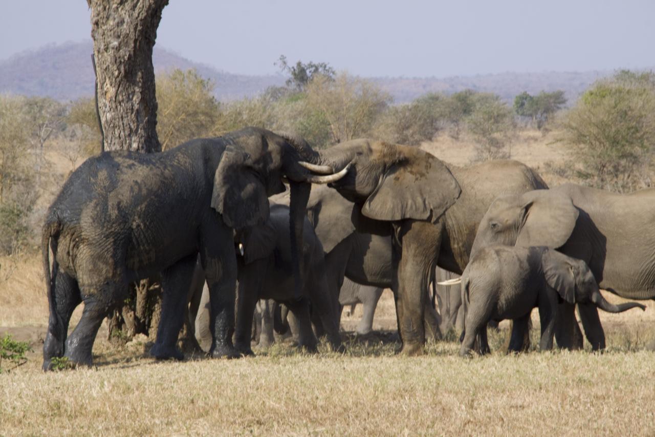 Researchers captured video and audio recordings of the elephants' intricate greeting ceremonies through a separation and reunion procedure.
