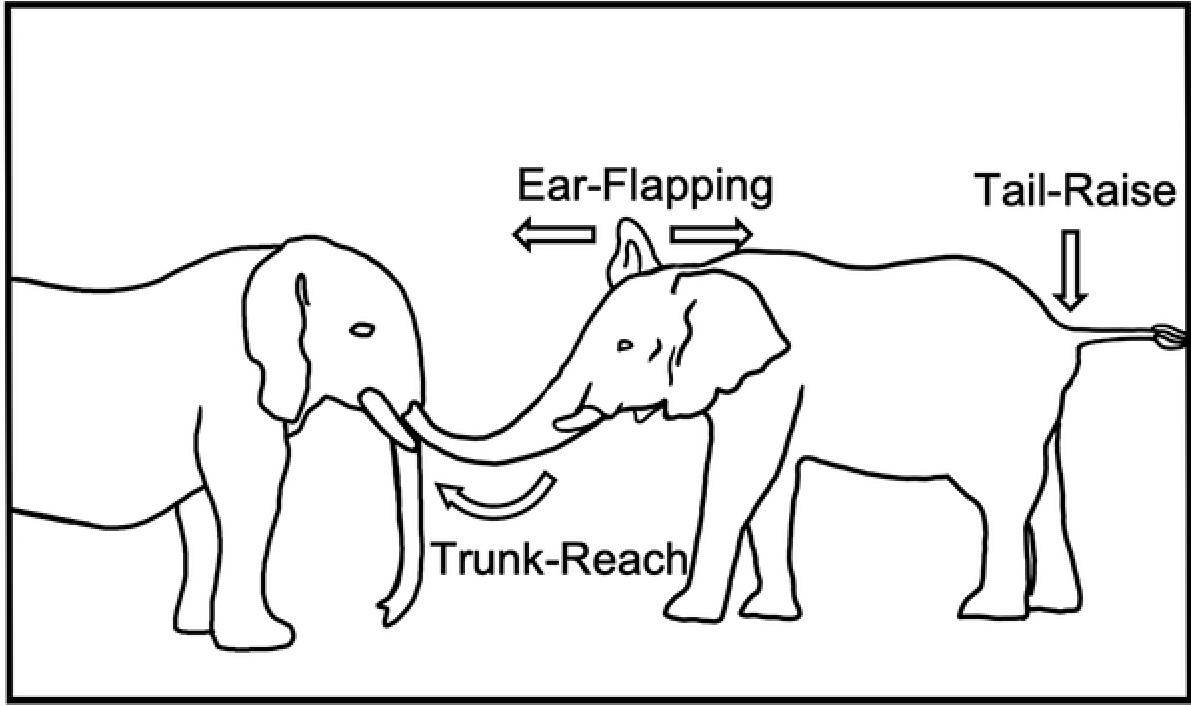 Of particular interest is the discovery of "audience-directed gestures," where elephants adjust their signals based on the attention of the recipient.<br><br><em>Note: The signaller (right) is displayed using different body act types: Ear-Flapping, Trunk-Reach, and Tail-Raise.</em>