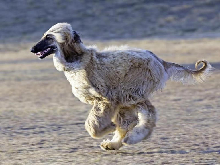 25 Fastest Dog Breeds on Earth