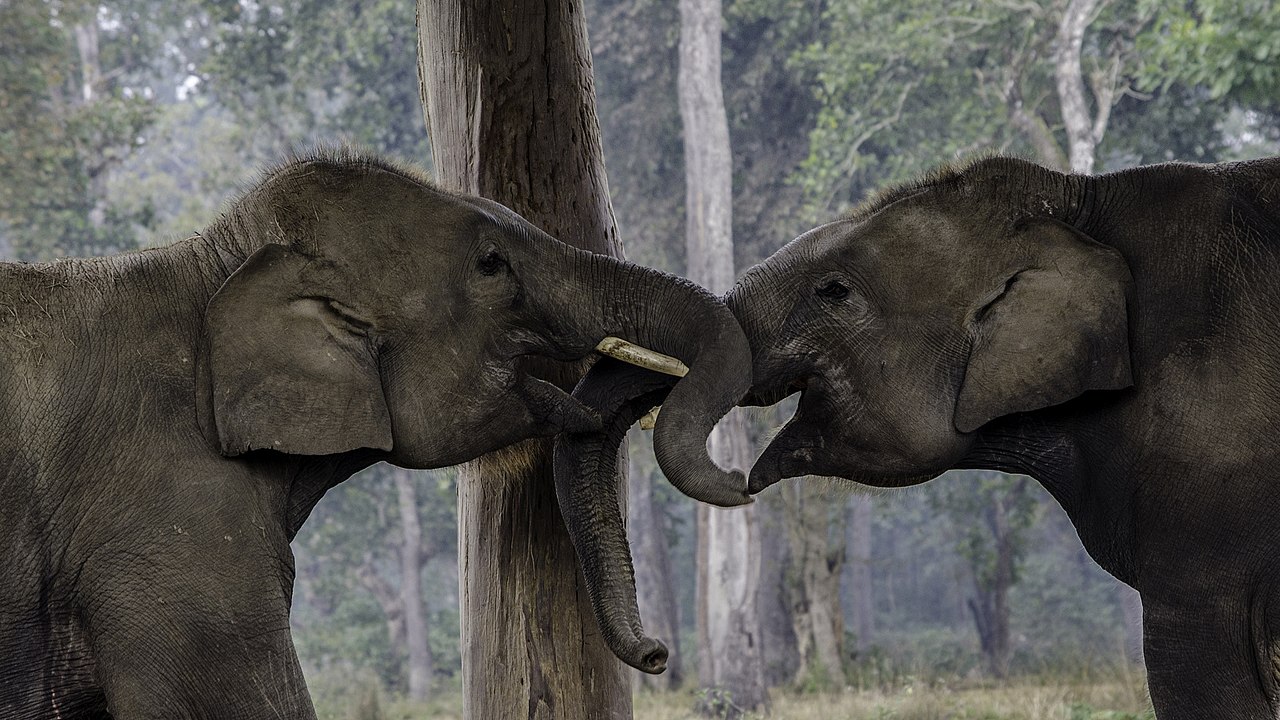 Elephants, renowned for their intricate social dynamics, have surprised researchers once again with the complexity of their communication rituals. A groundbreaking study led by experts from the University of Vienna sheds light on the elaborate gestures and sounds employed by elephants during reunions, a behavior previously thought to be exclusive to human language.