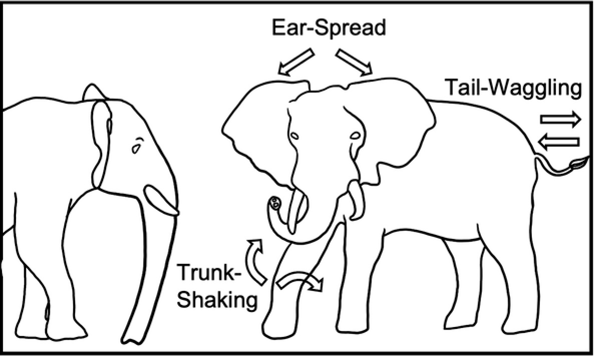 The study, published in Nature Communications, focused on a group of semi-captive African savanna elephants in Zimbabwe. <br><br><em>Note: The signaller (right) is displayed using different body act types: Ear-Spread, Tail-Waggling, and Trunk-Shaking.</em>