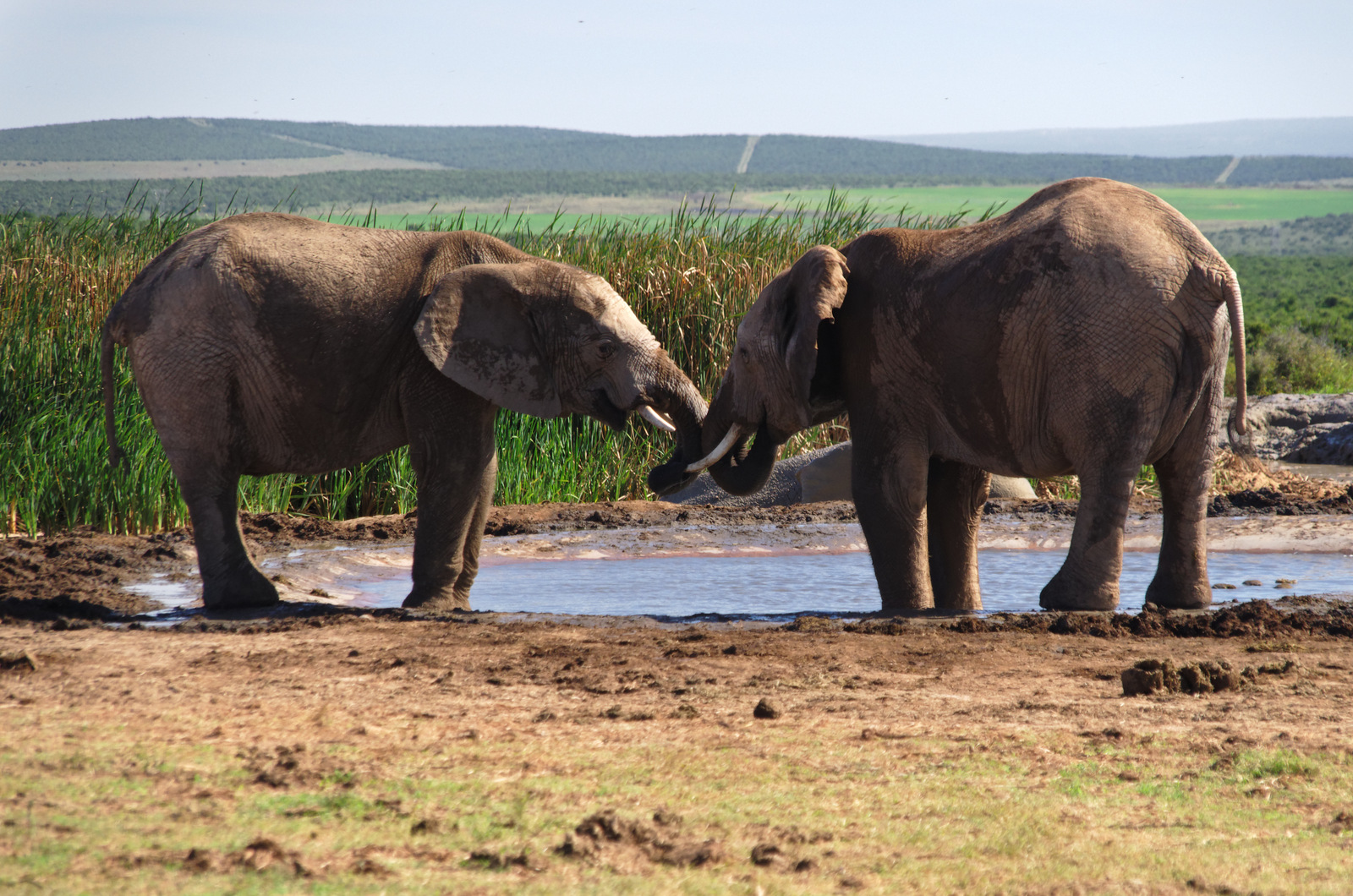 Researchers identified various communication signals, including vocalizations like roars, trumpets, and bellows, combined with various body acts such as ear movements, tail wagging, and trunk swinging. These signals, combined in intricate sequences, create complex multimodal interactions among the elephants.