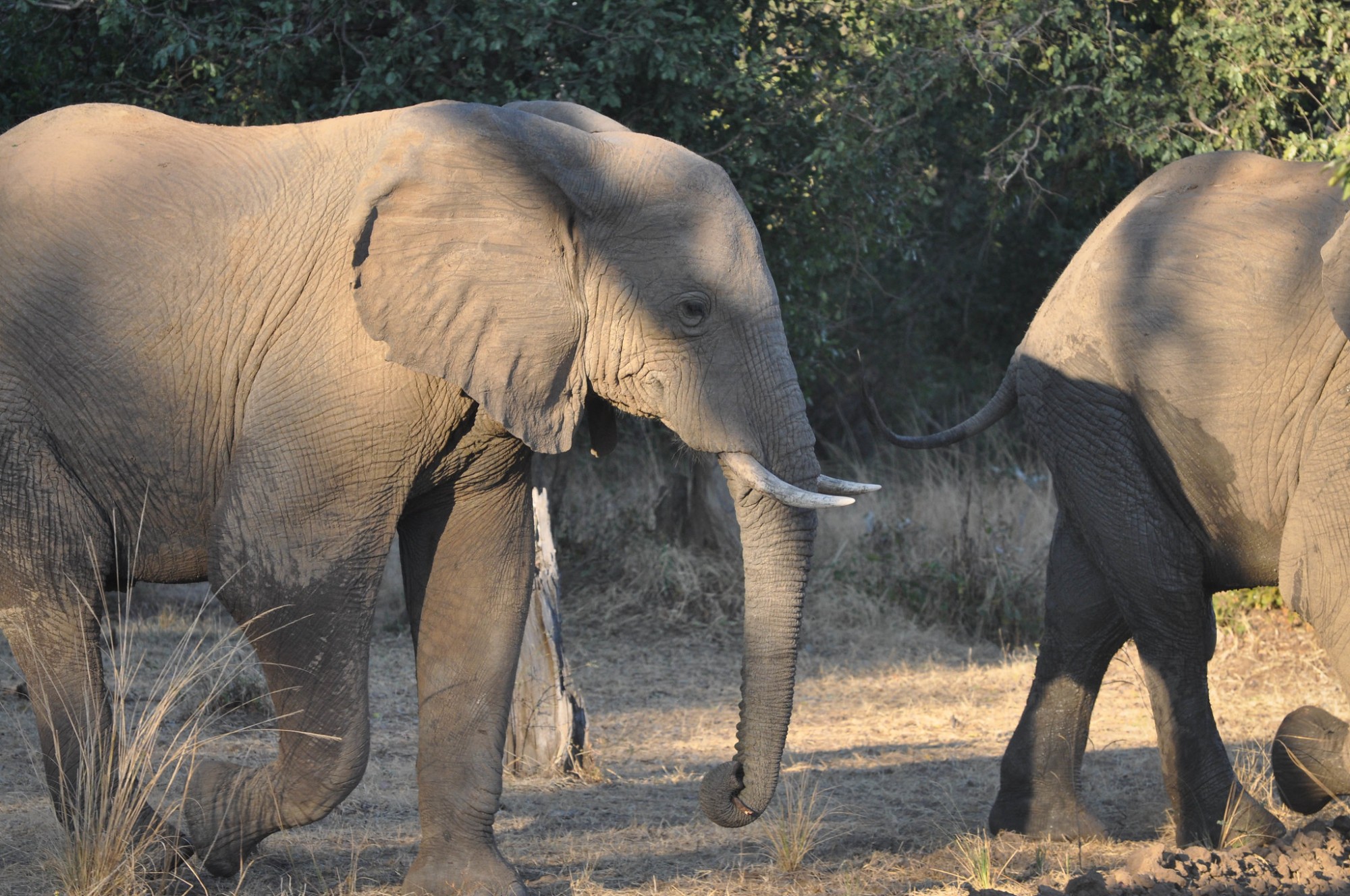 Moving forward, researchers aim to explore the impact of social bonds on elephant communication in natural habitats and further investigate the nuanced meanings and functions of different gestures and multimodal combinations.