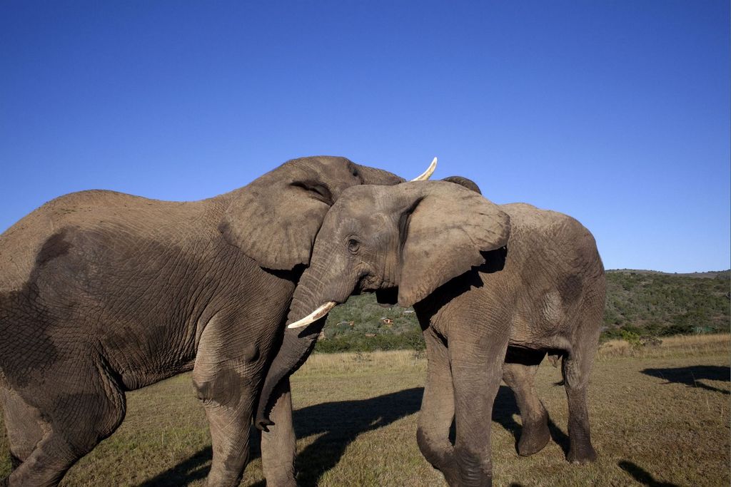 Elephants, like humans, possess remarkable communication abilities, employing a blend of vocalizations and gestures to convey emotions and strengthen social bonds. Their elaborate greeting rituals show the depth of their social intelligence in these magnificent creatures.