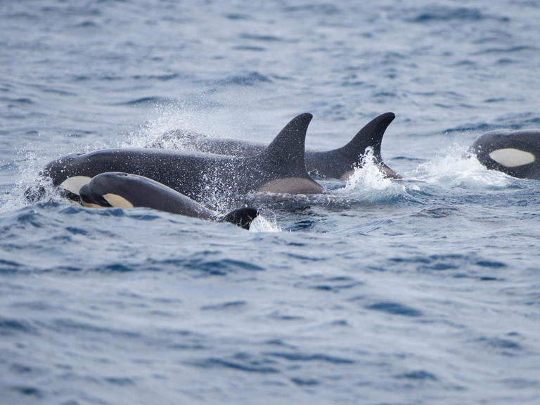 Boats still aren't safe from orcas as the Mediterranean yachting season kicks off and killer whales sink another yacht