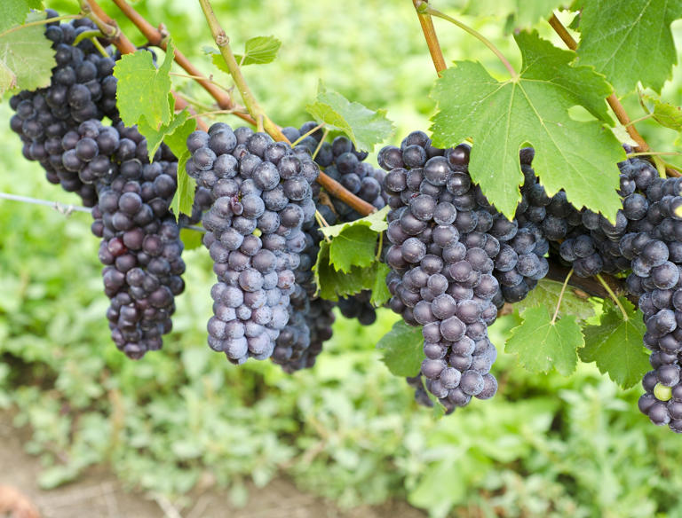 A Guide to Growing Grapes and Crafting Homemade Wine
