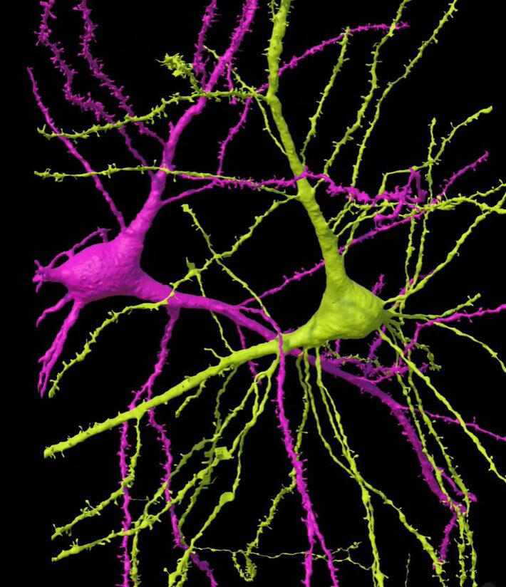 Os pesquisadores notaram que alguns neurônios tem direções um para o outro, como espelhos Foto: Google Research & Lichtman Lab (Harvard University)/Renderizado por D.