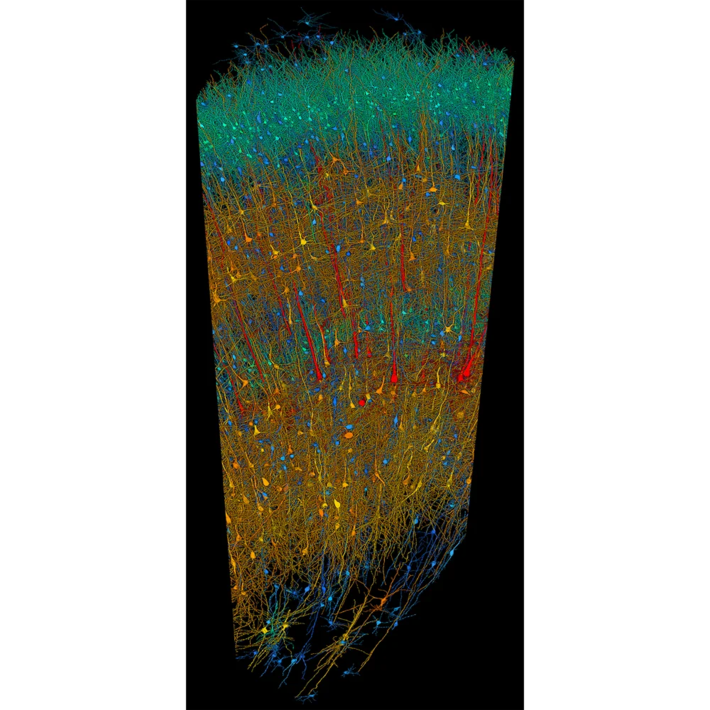 Os neurônios de cada uma das seis camadas do córtex foram pintadas de formas diferentes por computador. Foto: Google Research & Lichtman Lab (Harvard University)/Renderizado por D. Berger